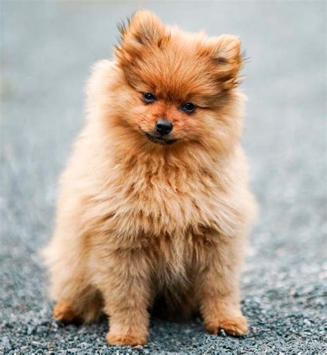 Pomeranian Dog Price in India - (All Major Cities 2022) - Petsyfy