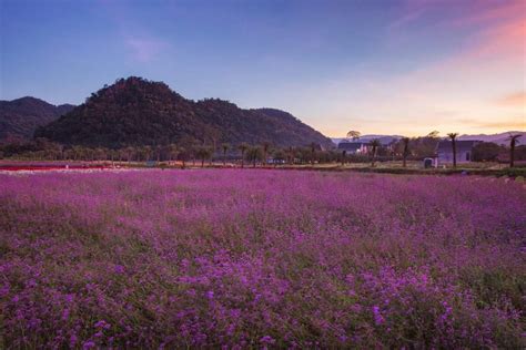 ฮอกไกโด ฟลาวเวอร์ ปาร์ค เขาใหญ่ (Hokkaido Flower Park Khaoyai) - Pet Friendly Thailand