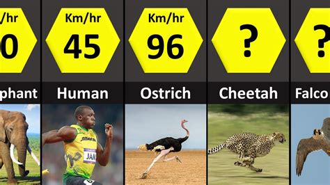 Speed of Animals Comparison - YouTube