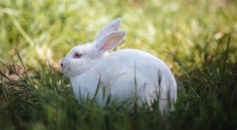 New Zealand Giant Rabbit Breed, Lifespan, Size, Meat, and All Information