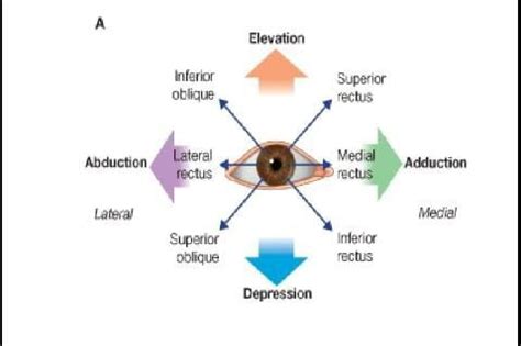 Types of ocular movements - Optography