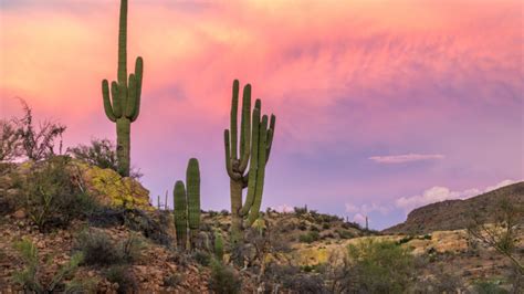 5 Hidden Dangers of the Sonoran Desert - Nomadic News