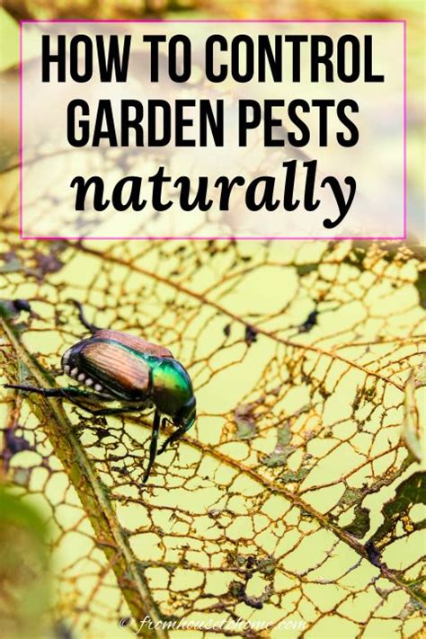 How To Control Garden Pests Naturally (10 Organic Insect Repellents)