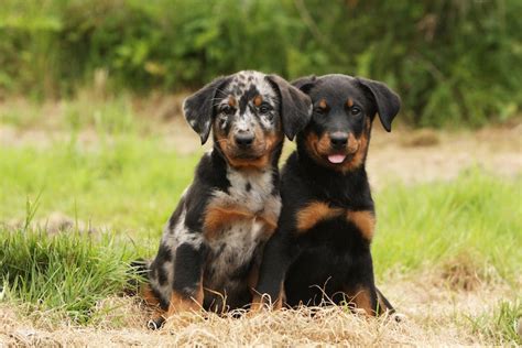 Beauceron vs. Doberman: How to Tell the Difference – American Kennel Club