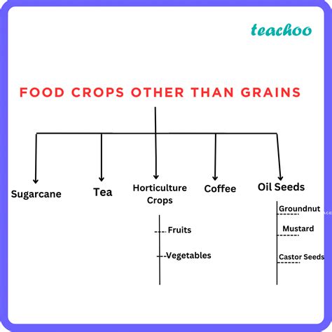 [Geography] Food Crops other than Grains - Teachoo - Concepts