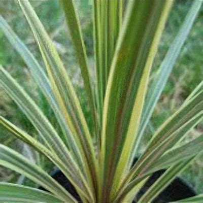 Cordyline 'Sparkler'