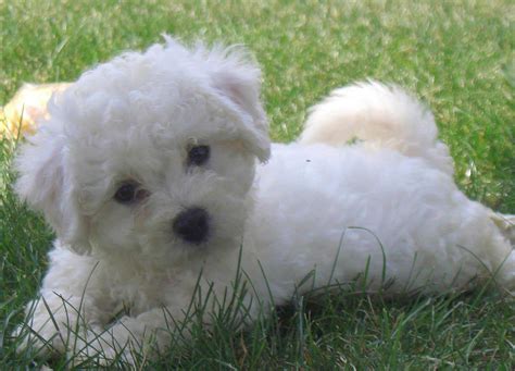 Bichon Frise Dog Breed » Information, Pictures, & More