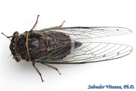 Hemiptera-Auchenorrhyncha-Cicadidae-Diceroprocta-Scrub Cicadas FEMALE ...