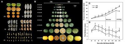 Frontiers | Transcriptome and Metabolome Analyses Provide Insights into the Occurrence of Peel ...