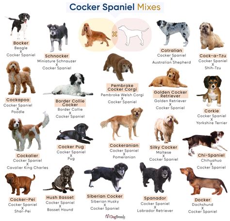 List of Popular Cocker Spaniel Mixes With Pictures