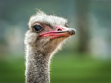 Close-up Photo Of Ostrich · Free Stock Photo