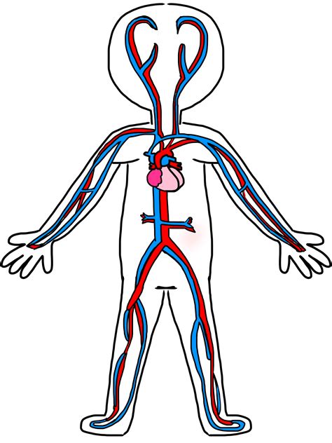 Human Body Diagram Clipart - ClipArt Best