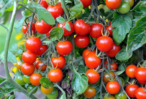 Planting Cherry Tomatoes: How To Grow Cherry Tomatoes