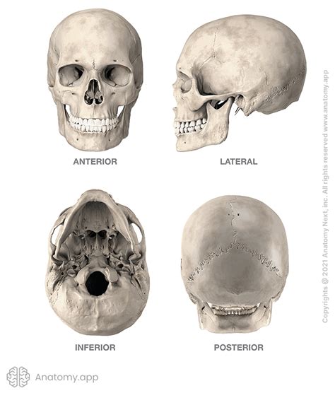 Skull | Encyclopedia | Anatomy.app | Learn anatomy | 3D models, articles, and quizzes