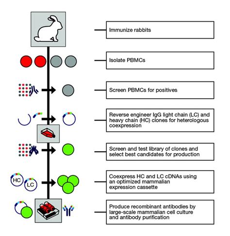 Recombinant Rabbit Monoclonal Antibodies | Thermo Fisher Scientific - ES