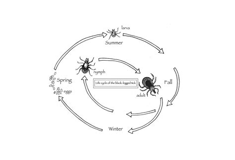 Tick Life Cycle