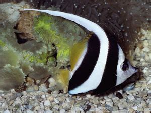 Heniochus Black and Yellow Butterflyfish - Knowledge Base LookSeek.com