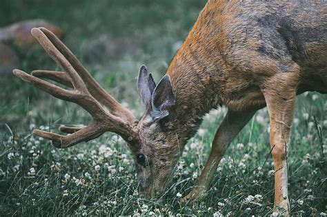 deer, stag, proud, mammal, nature, wildlife, male, forest, antlers ...