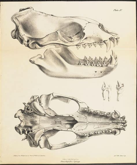 Skull Drawing | Scientific illustration, Leopard seal, Skull drawing