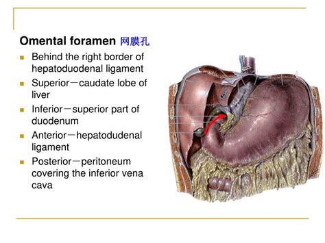 PPT - The peritoneum 腹膜 PowerPoint Presentation - ID:746252