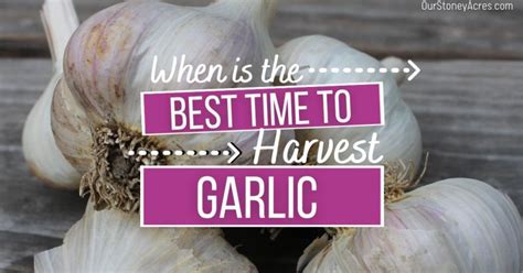 Harvesting Garlic from your backyard garden - Our Stoney Acres