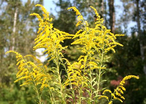 Goldenrod can be garden asset, not allergy problem | Mississippi State University Extension Service