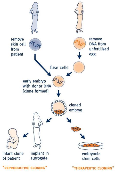 Cloning is Cloning is Cloning - Lozier Institute