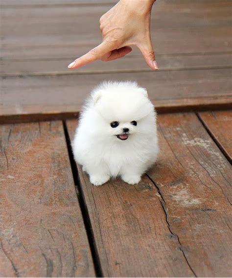 Tiny Dog Tuesday | Cute animals, Cute dogs