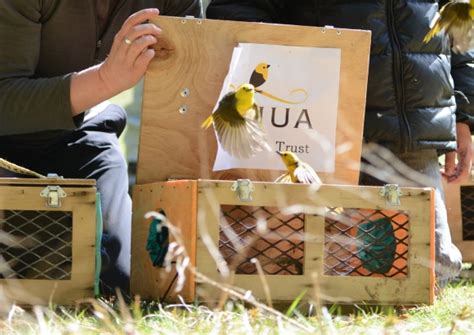 Photo of the week: Mohua population gets a boost | Conservation blog