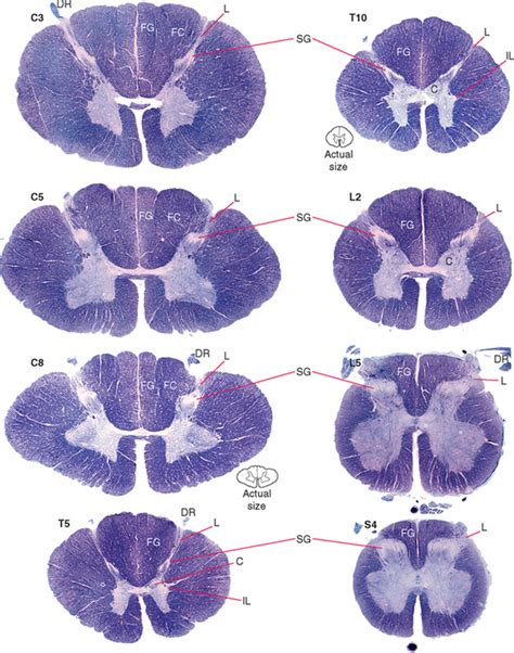 Sections Through Spinal Cord At Various Levels Spinal - vrogue.co