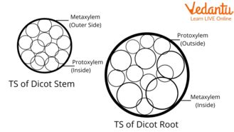 Protoxylem and Metaxylem |Learn Important Terms and Concepts