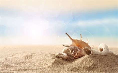 Seashells On The Beach Wallpaper (49+ images)