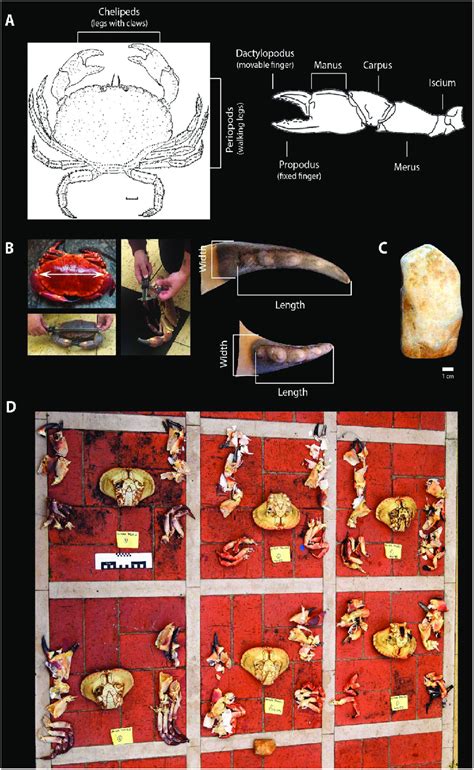 A) Schematic diagram of Cancer pagurus anatomy with particular focus on... | Download Scientific ...