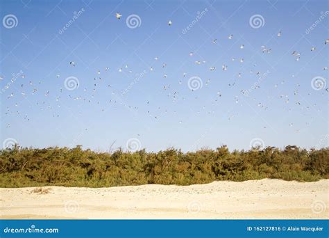 Swarm of birds on a beach stock photo. Image of bird - 162127816