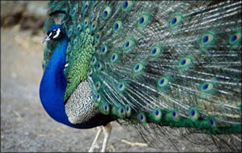 No. 2 – Peacock Courtship Display | Animal Planet