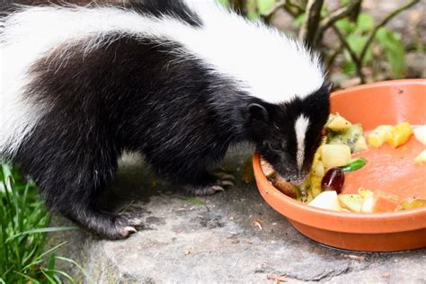 What do the skunks eat? - How To Discuss