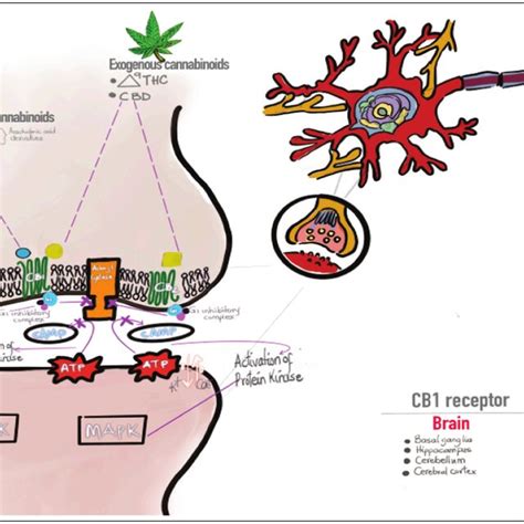 Cannabinoids and endocannabinoid metabolism | Download Scientific Diagram