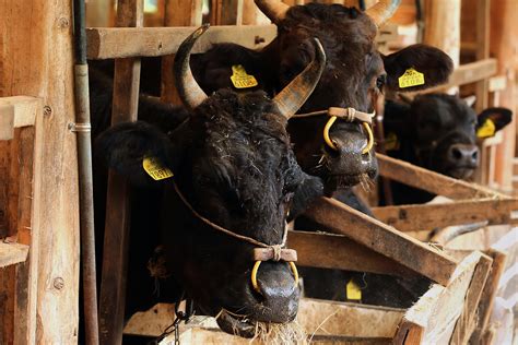 Japan's Pampered Cows Eat Cheap Feed to Get Profit on $250 Steak - Bloomberg