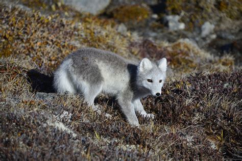 3 Top Destinations to Spot Incredible Arctic Animals in the Wild