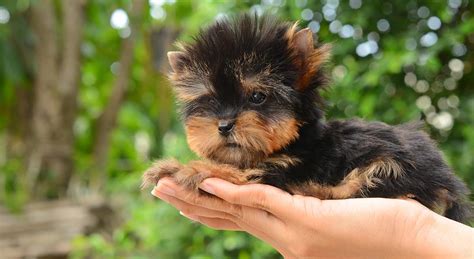 Teacup Yorkie – The World’s Smallest Dog - Savory Prime Pet Treats