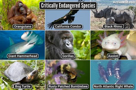 Critically Endangered Species List, Pictures & Interesting Facts ...