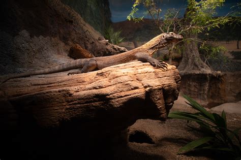 Komodo dragon exhibit is better than ever for the giant lizards and for ...