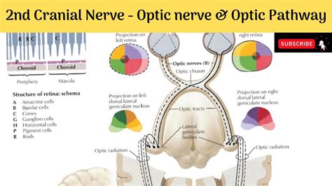 Optic Nerve Cn Ii Visual Pathway Schema Anatomy