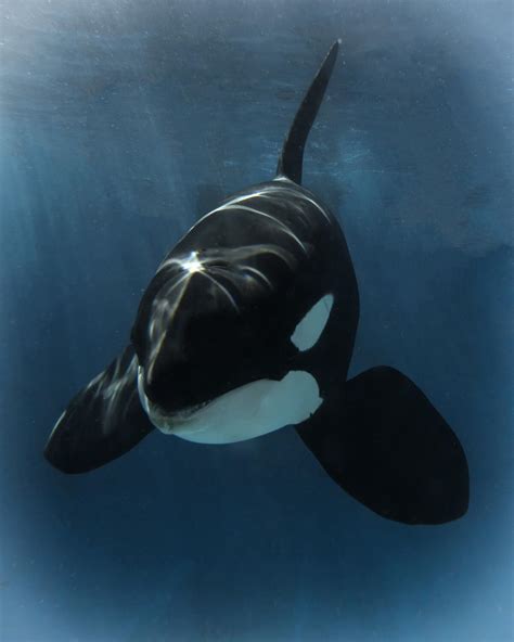 SeaWorld's 20-year-old killer whale Nakai dies after infection - Los ...