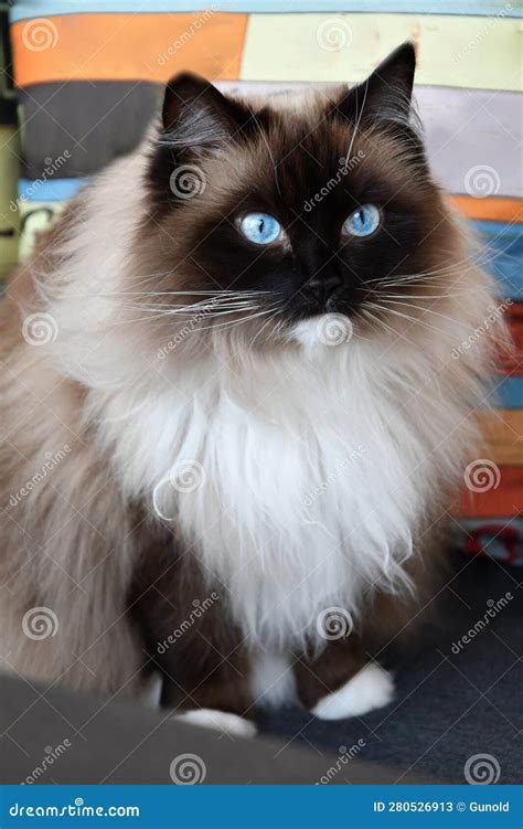 Ragdoll cat with blue eyes stock image. Image of home - 280526913