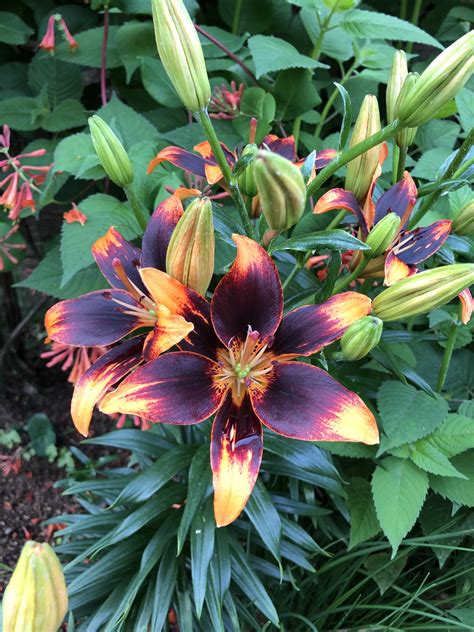 Lilies In A Garden at Roy Gregory blog