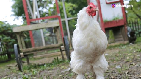 Cochin Chicken Breed. What is it? - Chicken Pets