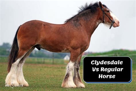 Clydesdale Vs Regular Horse [Detailed Comparison Guide]