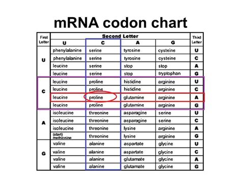 Amino Acid Codon Table Mrna | Cabinets Matttroy