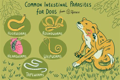 Learn about common types of intestinal parasites in dogs. Find out how ...